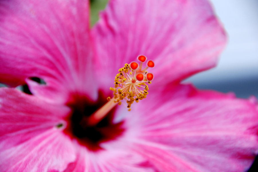 Pool Side Hibiscus Photograph by Christy Phillips | Fine Art America