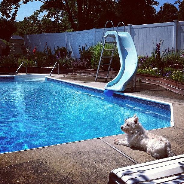 Dog Photograph - Poolside #pool #westie #dog #water by Lisa Thomas