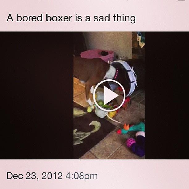Dog Photograph - Poor Bored Gigi. New Video Up On by Susan Scott 
