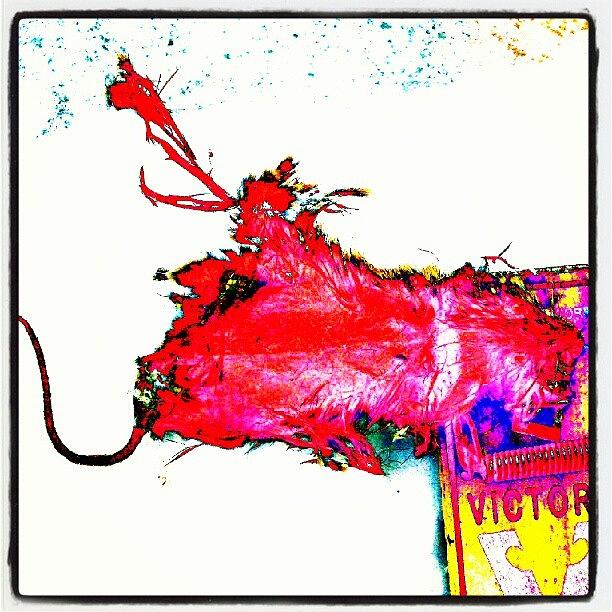 Abstract Photograph - Pop Art Candy Color Mouse In Trap by Marianne Dow
