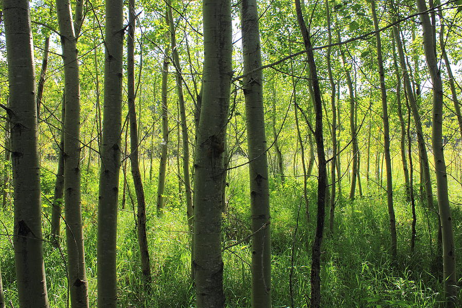 Poplar grove Photograph by Jim Sauchyn