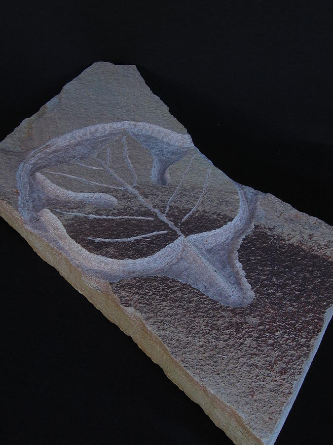 Tulip Poplar Sculpture - Poplar Leaf by Todd Malenke Tulip Poplar Sculpture - Poplar Leaf by Todd Malenke