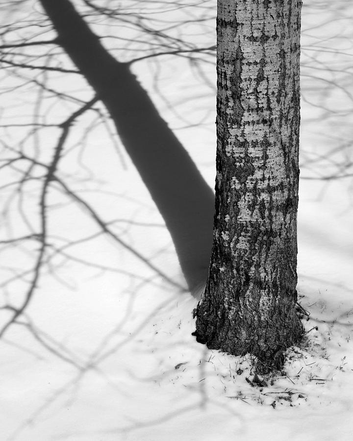 Poplar Shadows Photograph by Jeff Galbraith