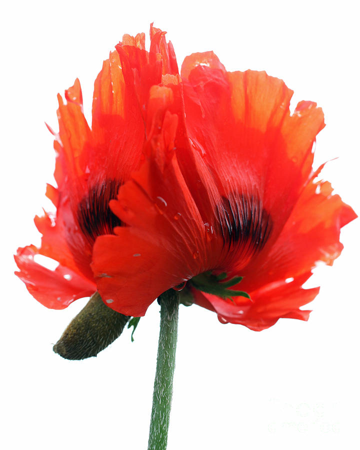 Poppy Photograph - Popped by Kathleen ODonnell