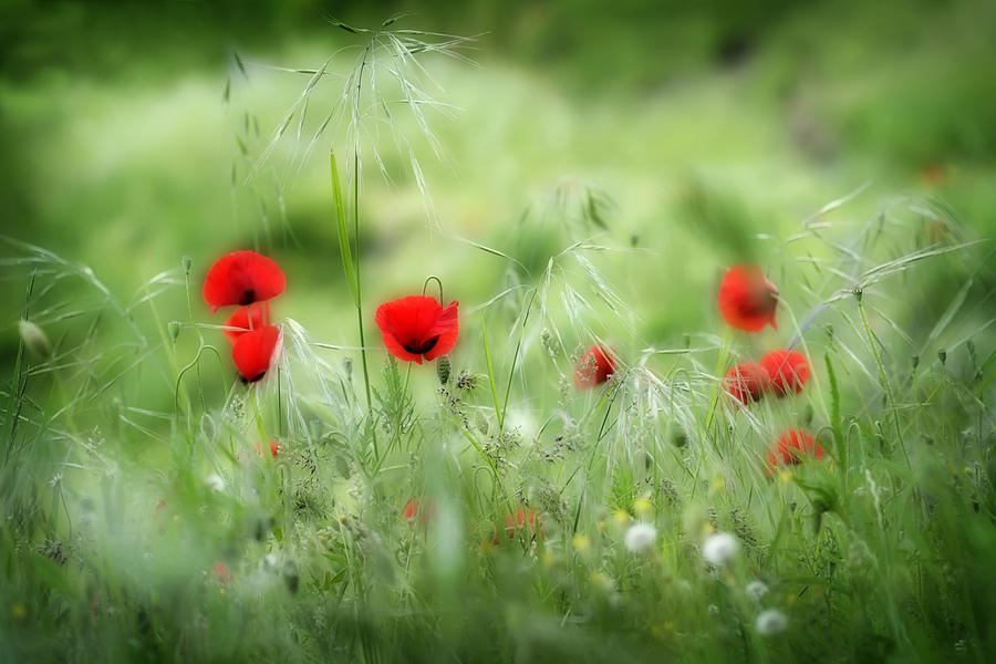 Poppies Photograph by Al Hurley