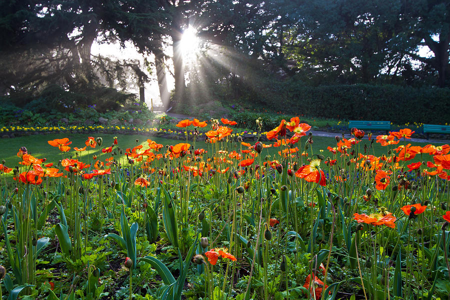 Poppies And Light Shafts Photograph by Roger Mullenhour
