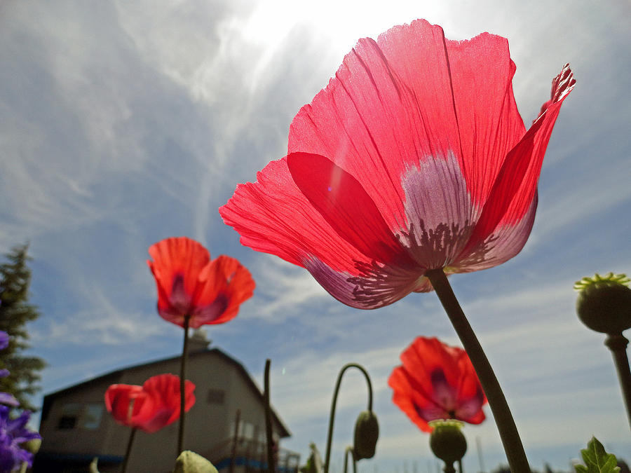 Poppies and Sky Photograph by Robert Meyers-Lussier