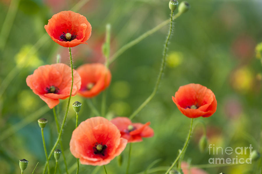 Poppies Photograph by Andrew  Michael