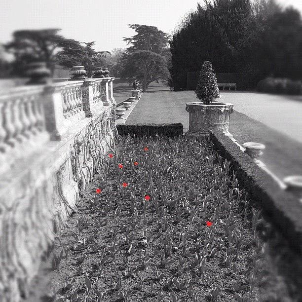 Flower Photograph - Poppies At Kingston Lacey #poppies by Leon McMahon