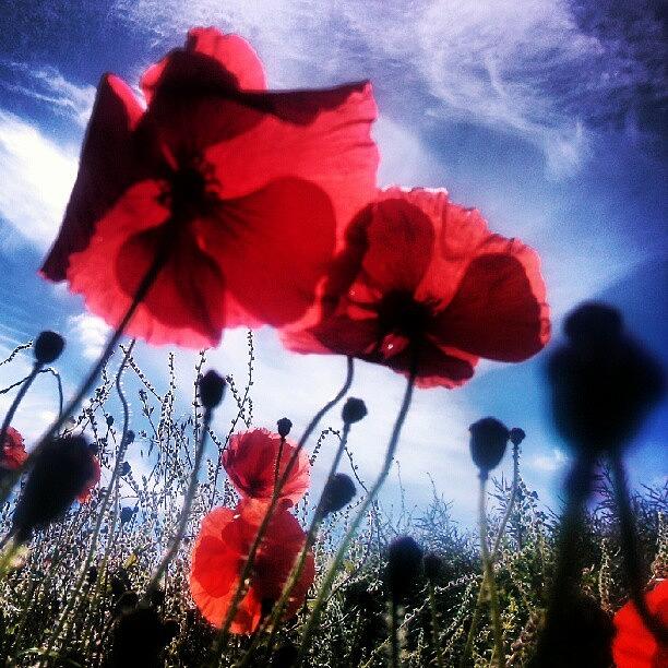 Poppy Photograph - #poppies #bluesky #blue #red #yorkshire by Pete Carr