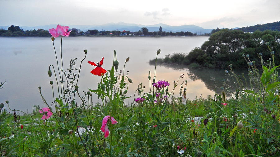 Poppies by the river Photograph by Kume Bryant