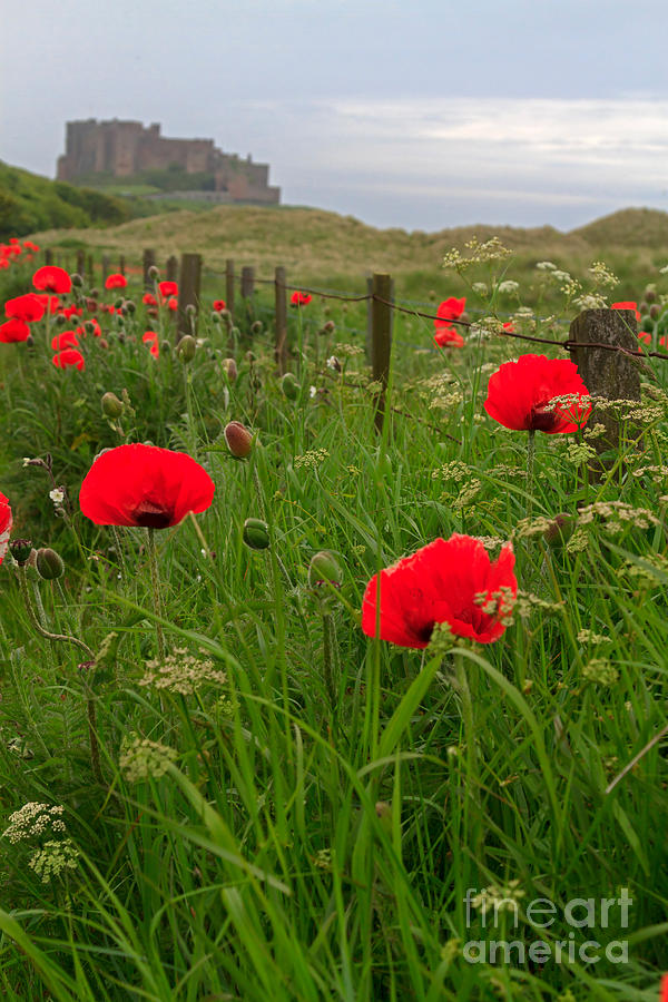 Poppies by the roadside in Northumberland Photograph by Louise Heusinkveld