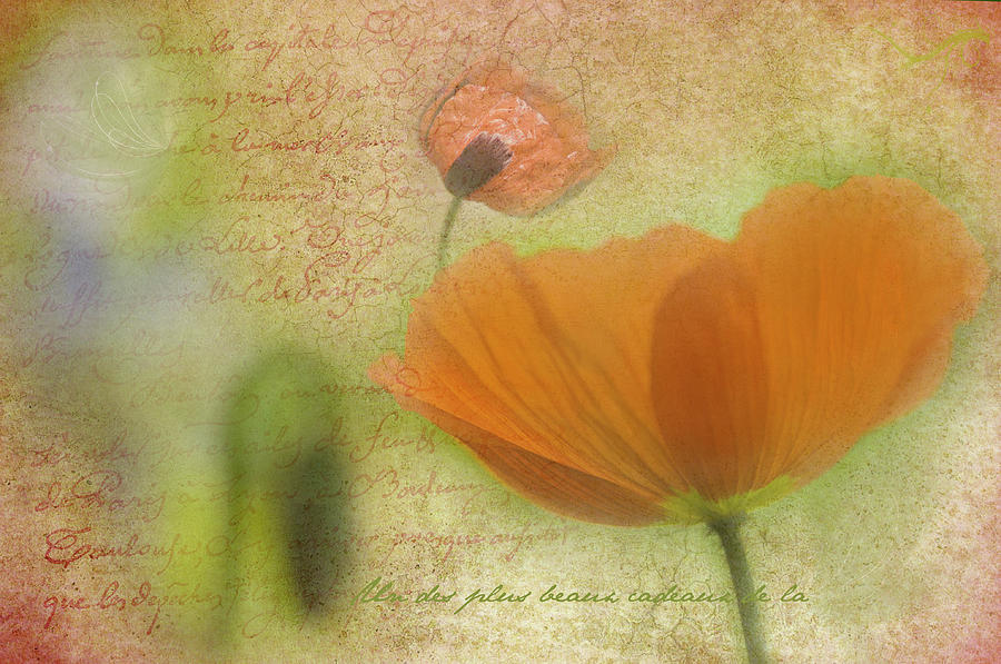 Poppies Photograph by Carolyn DAlessandro
