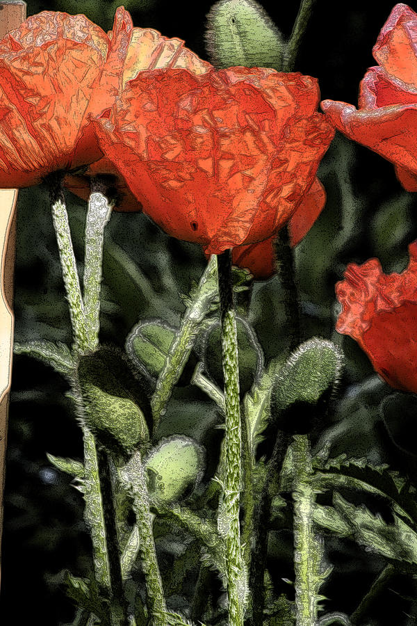 Poppies Digital Art by Dr Carolyn Reinhart