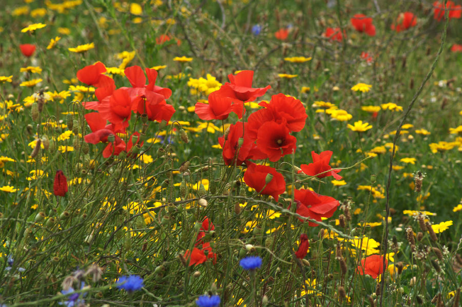 Poppies Photograph by Chris Day