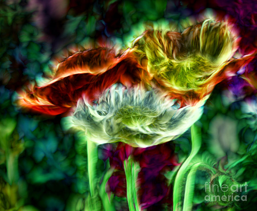 Poppies Photograph by Clare VanderVeen