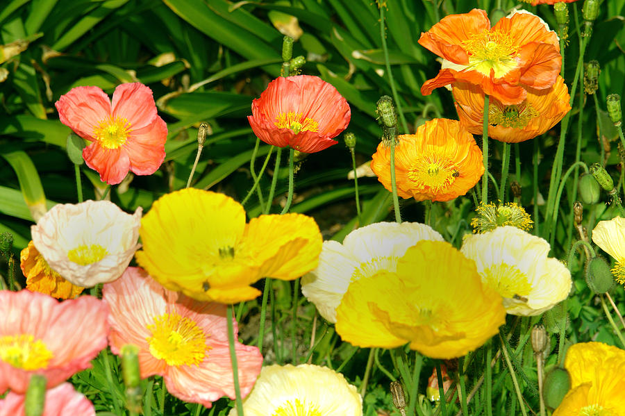 Poppies Photograph by David Foster