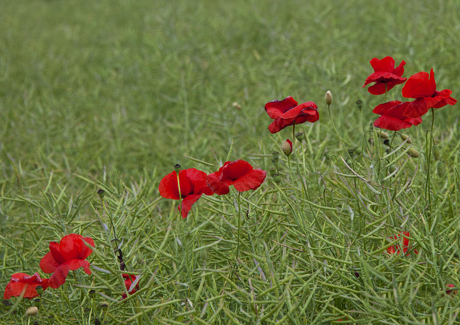Poppies Photograph by Gouzel -