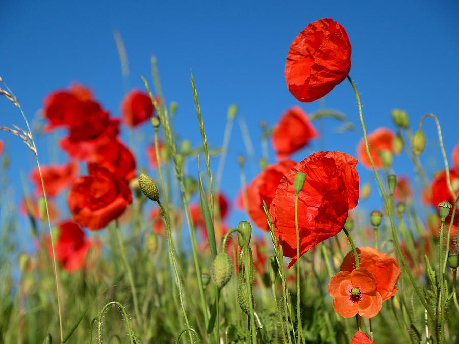 Poppies in a bright blue sky Photograph by Jan Giesen - Fine Art America