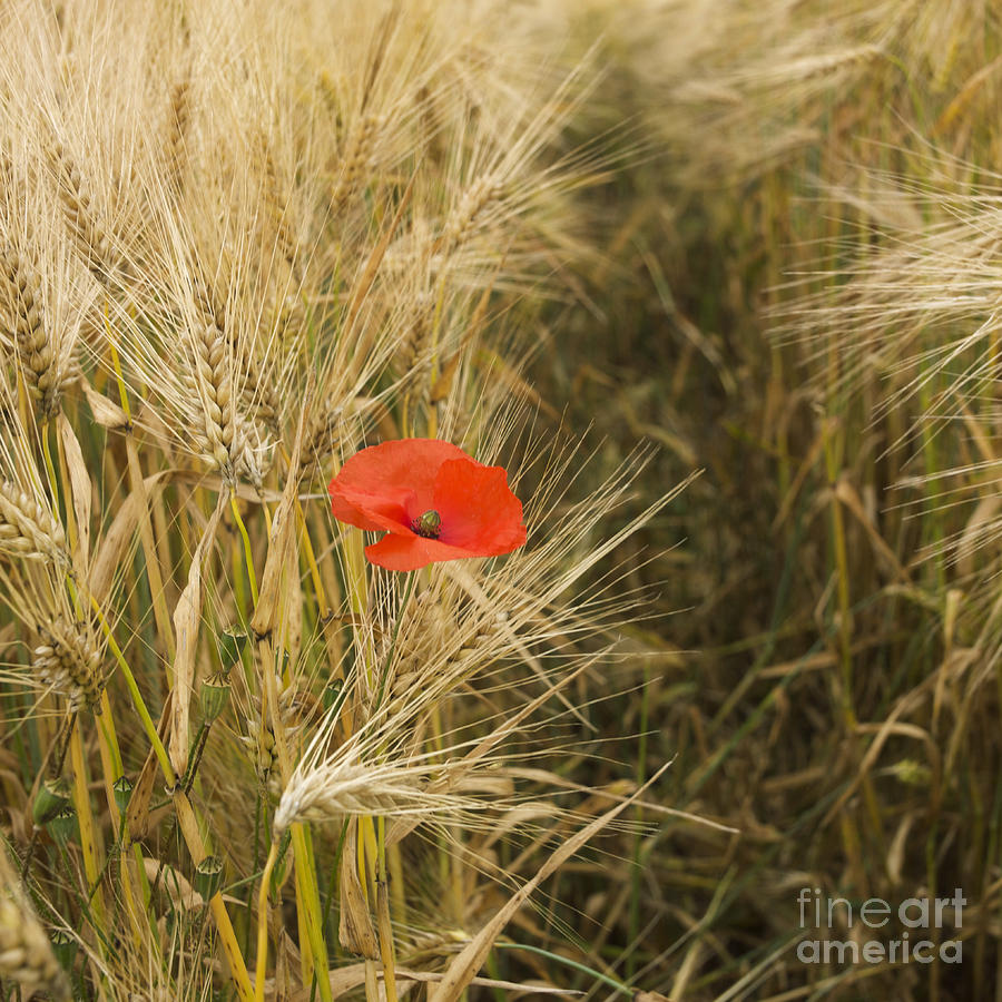 Space Photograph - Poppies  in a field of Barley   by Bernard Jaubert