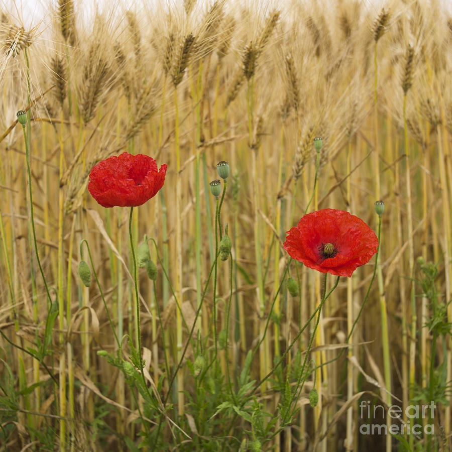 Space Photograph - Poppies  in a field of Barley by Bernard Jaubert