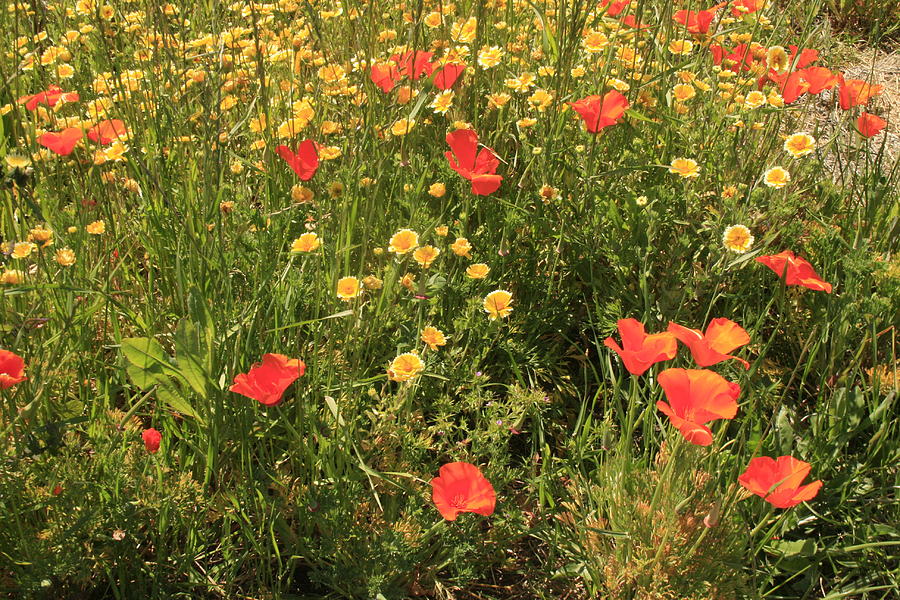 Poppies in bloom Photograph by Suzanne Lorenz
