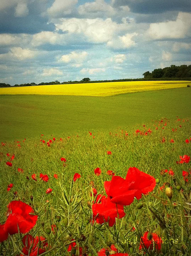 Poppies in Sunshine Photograph by Jan Artist | Fine Art America