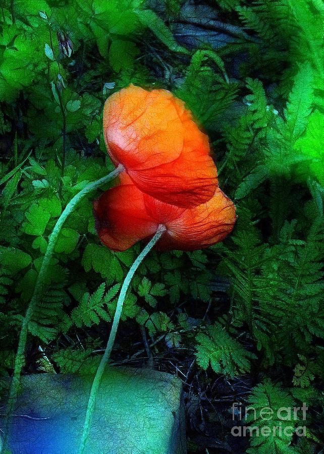 Poppies in the Wind Photograph by Judi Bagwell