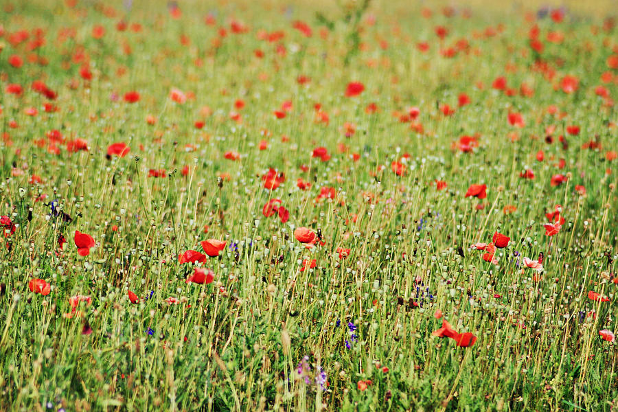Poppies Photograph by Kelley Nelson