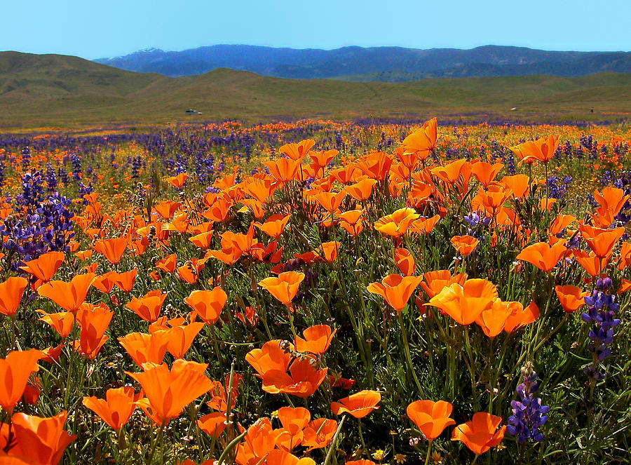 Poppies Light up the Landscape Photograph by Lynn Bauer