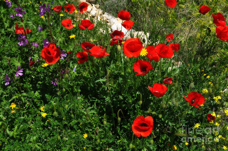 Poppies Photograph by Mary Machare