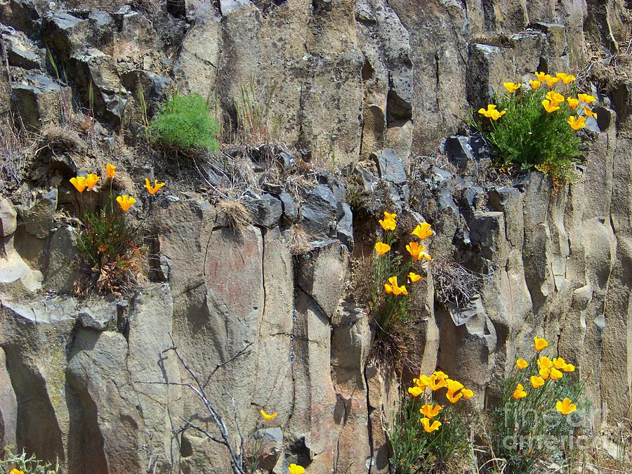 Poppies on the Cliff Photograph by Charles Robinson