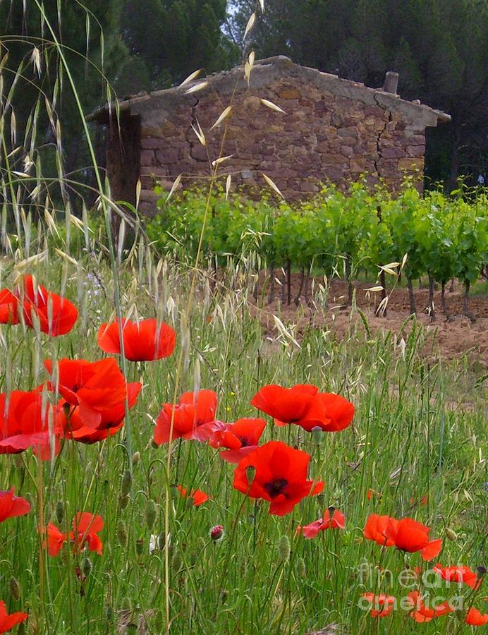 Nature Photograph - Poppies on the Vineyard by Lainie Wrightson