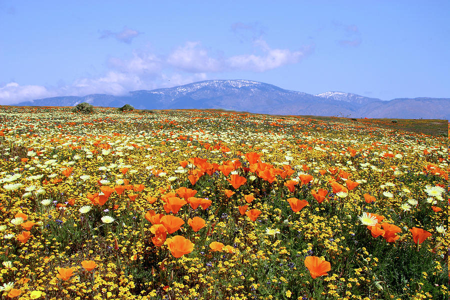 Poppies over the Mountain Photograph by Peter Tellone