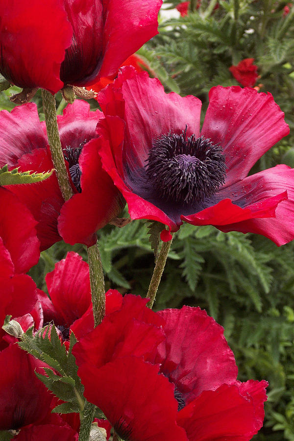 Poppies Photograph - Poppies Rouge by Alan Rutherford