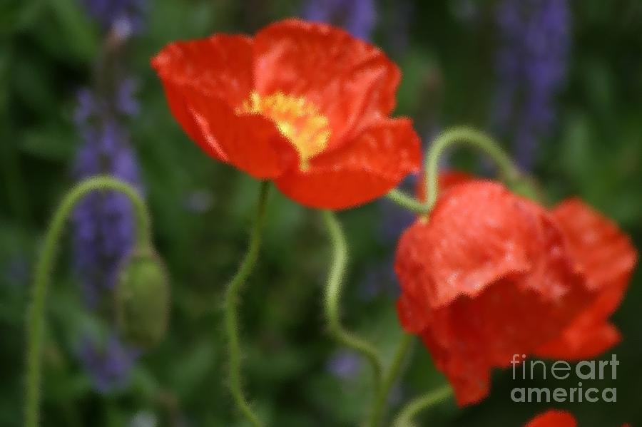 Poppies With Impressionist Effect Photograph by Living Color Photography Lorraine Lynch