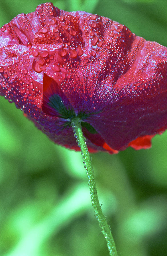 Nature Photograph - Poppy and dewdrops by Patrick Kessler