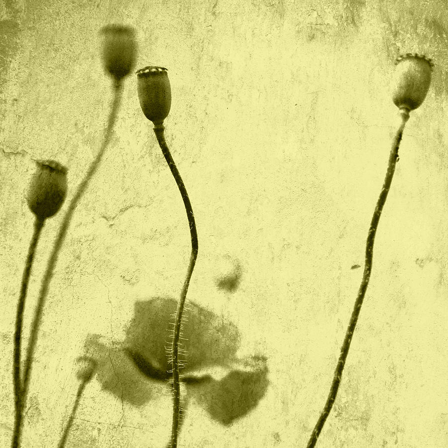Mohn Photograph - Poppy Art Image by Falko Follert Mohn Photograph - Poppy Art Image by Falko Follert
