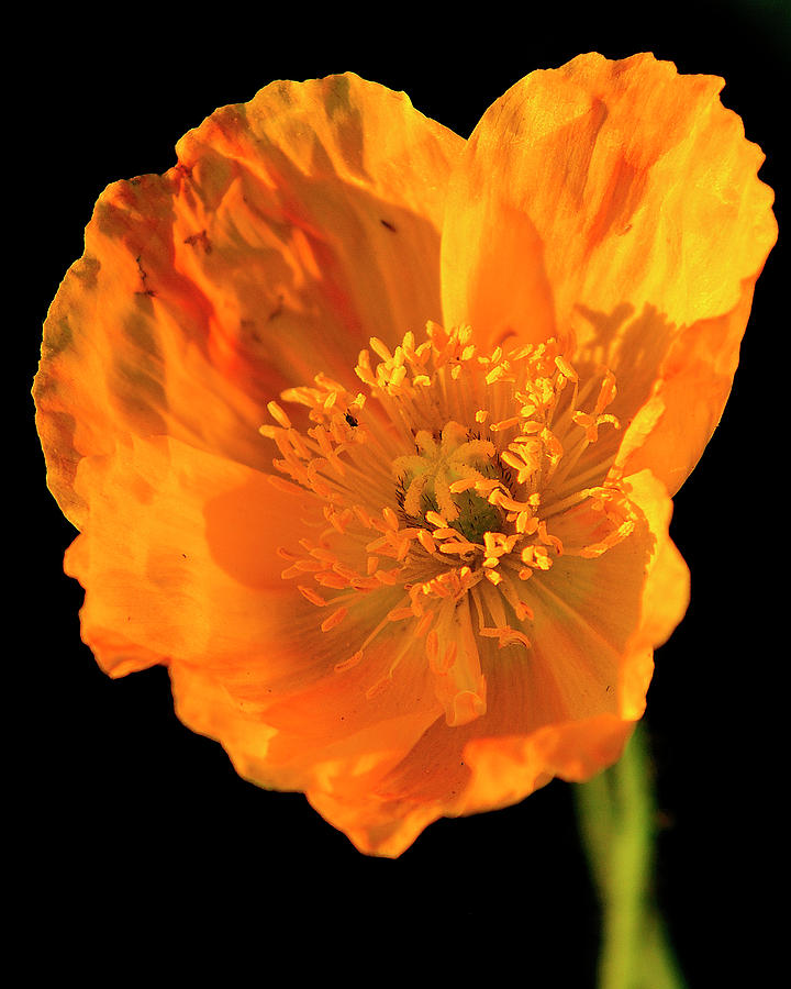 Poppy Photograph by Bill Dodsworth - Fine Art America