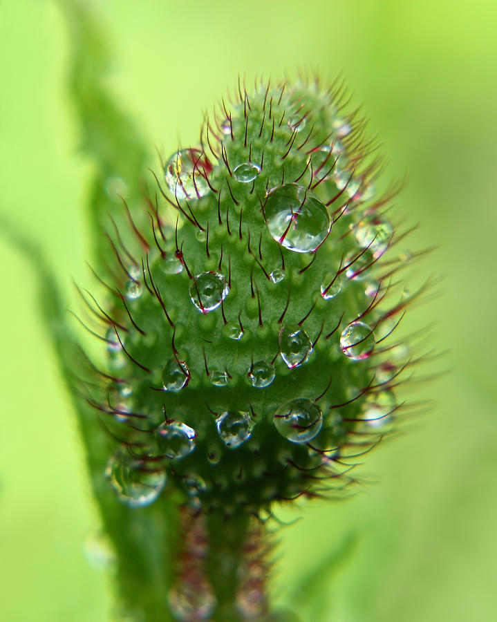 Poppy Bud With Water Drops Photograph by Tracie Schiebel
