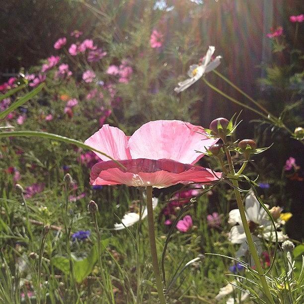 Poppy dappled with light Photograph by Gracie Noodlestein Poppy dappled with light Photograph by Gracie Noodlestein