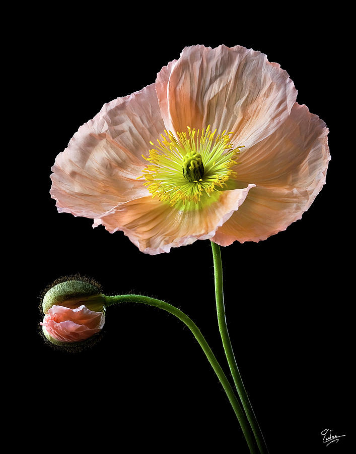Poppy Photograph by Endre Balogh