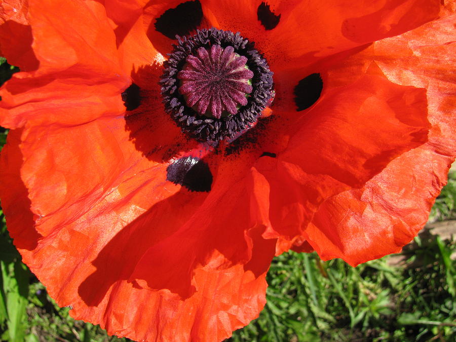 Poppy Explosion Photograph by Mike Stouffer - Pixels