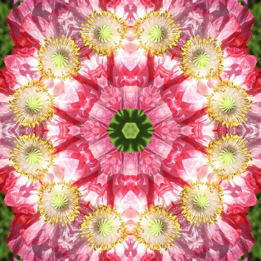Poppy Explosion Digital Art by Trina Stephenson
