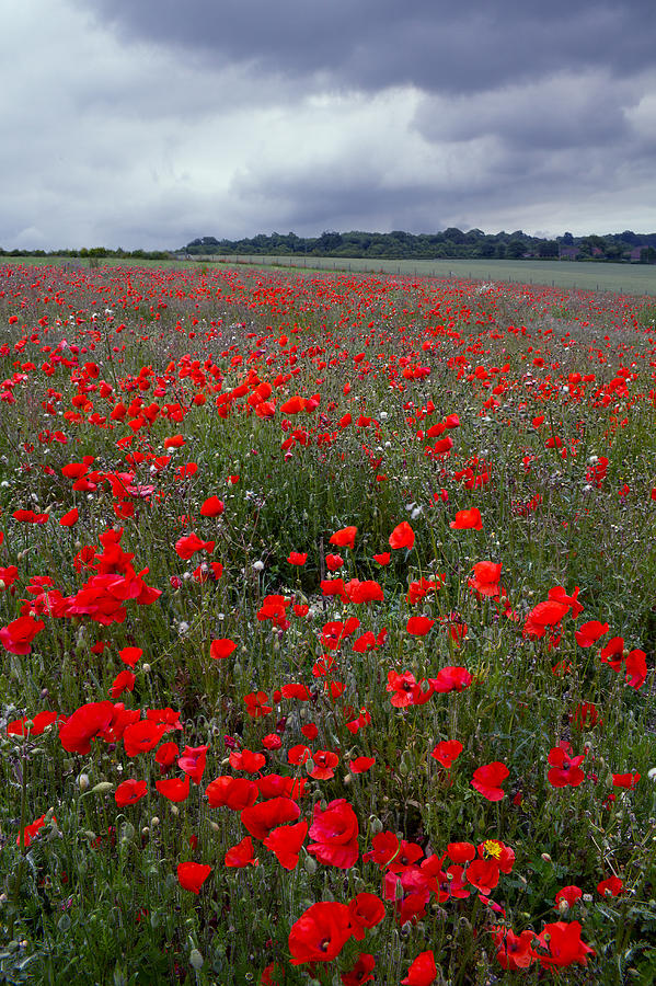 Poppy Field Photograph By Alice Gosling - Fine Art America