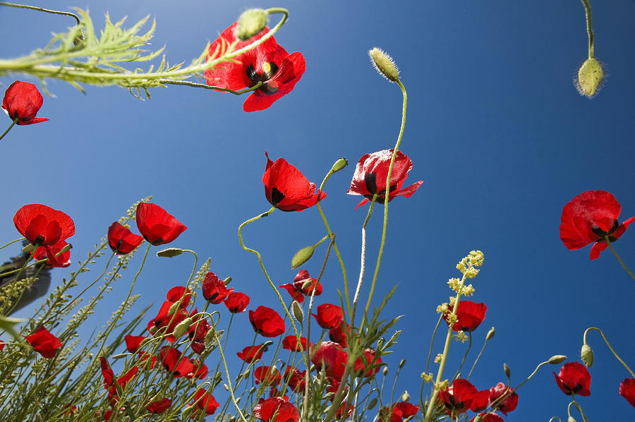 Poppy Field Photograph by Ayhan Altun - Fine Art America