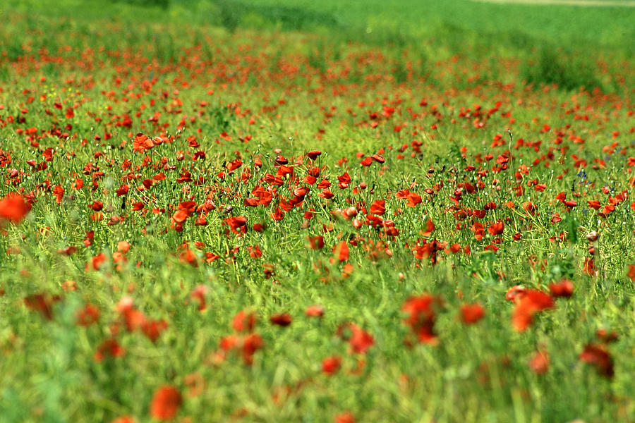 Poppy field I Photograph by Emanuel Tanjala