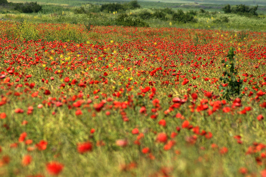 Poppy field II Photograph by Emanuel Tanjala