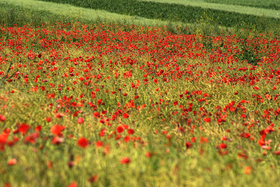 Poppy field III Photograph by Emanuel Tanjala