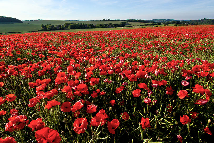 Poppy Field in the Sun Photograph by Alice Gosling - Pixels